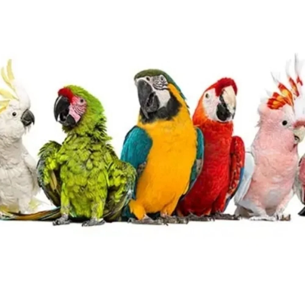 Bird Toys 25 pk Foraging Card Crumbles Foot Talon DIY Parrot Cage Entertainment